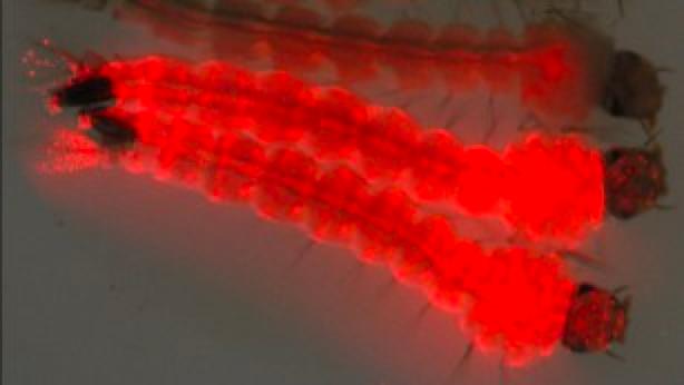 美一地區(qū)將釋放7.5億只轉(zhuǎn)基因蚊子以防疾病傳播，引發(fā)爭議