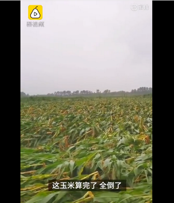 臺風(fēng)“美莎克”致吉林玉米大面積倒伏，像棉被一樣鋪在地上，減產(chǎn)已成定局
