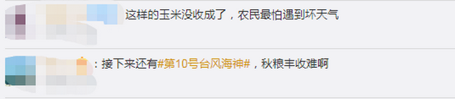 臺風(fēng)“美莎克”致吉林玉米大面積倒伏，像棉被一樣鋪在地上，減產(chǎn)已成定局(圖5)